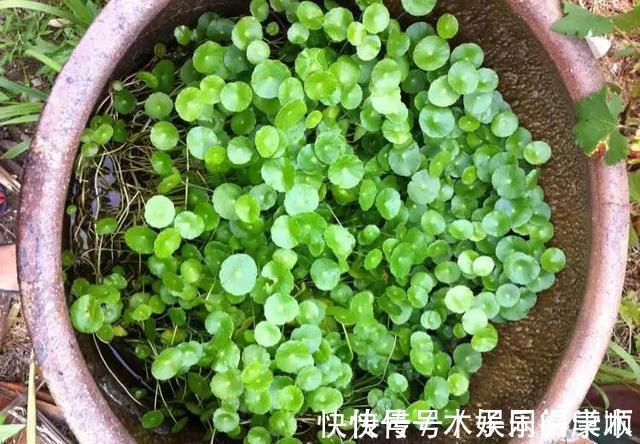 4种花要富养,根多“爱吃土”喜欢大花盆,用对了利于生长和开花