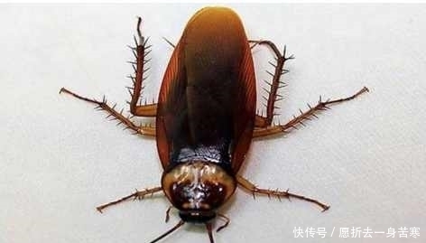 厉害|10个有趣的冷知识,你可以不知道,但知道了就不是一般的厉害!