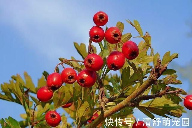 功效|冬天常吃这个,防血栓!40岁后要多吃,活血、降脂