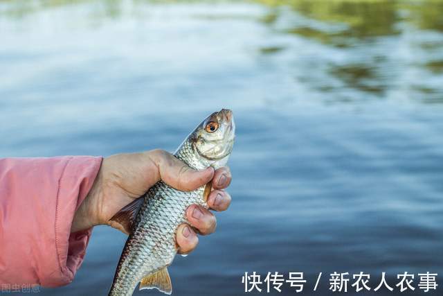 四川一女子钓鱼上瘾，野钓鲫鱼误入鲢鳙窝爆护，网友：难得遇一回