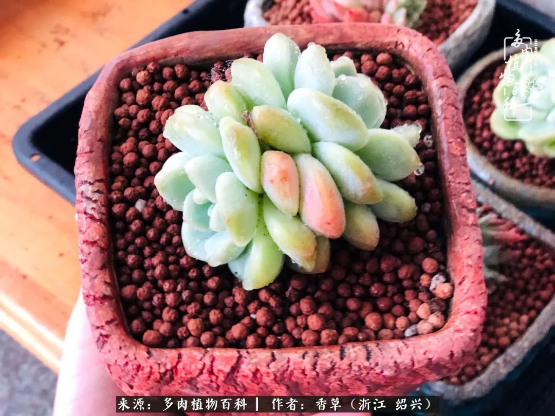 阳台上的一亩三分地，我愿与你一起，与时光媲美！