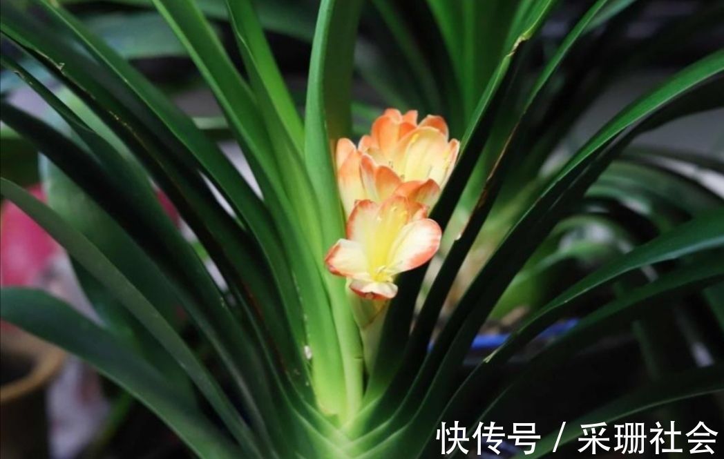 养君子兰不开花？教你2个“小绝招”，很快长出花箭