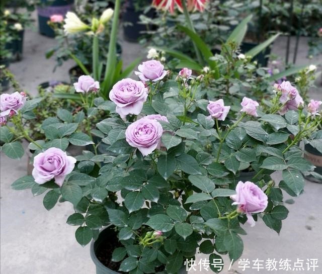 “无缺点”月季花,四季开花,香气浓郁,南北都能种,室内也能养!