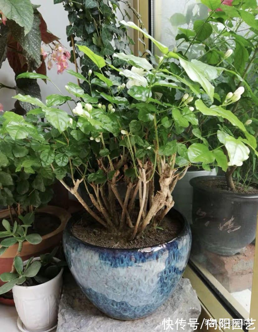 茉莉|茉莉花怎么修剪？茉莉开完花，剪剪枝条，保留养分好过冬