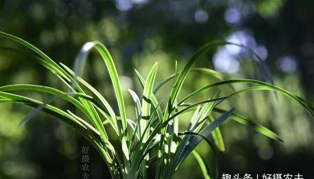  兰花|兰花叶片瘦小，需要赶快施肥吗兰友这样操作才正确