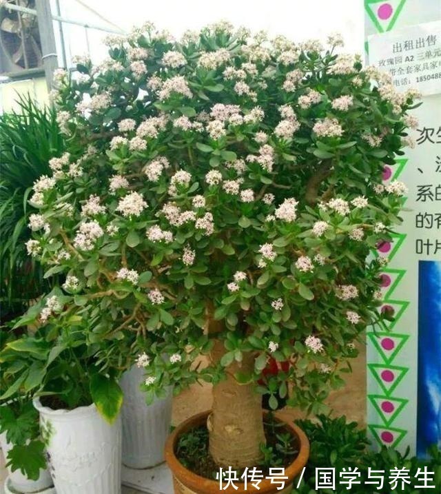 种树|懂花的人,专挑“4种树”养客厅,耐旱好活、富贵生财,寓意好!