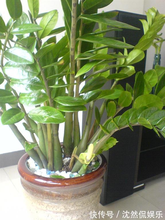 铜钱草|5种“有钱花”,满盆“铜钱叶”,越养钱越多,有钱人家都爱养它