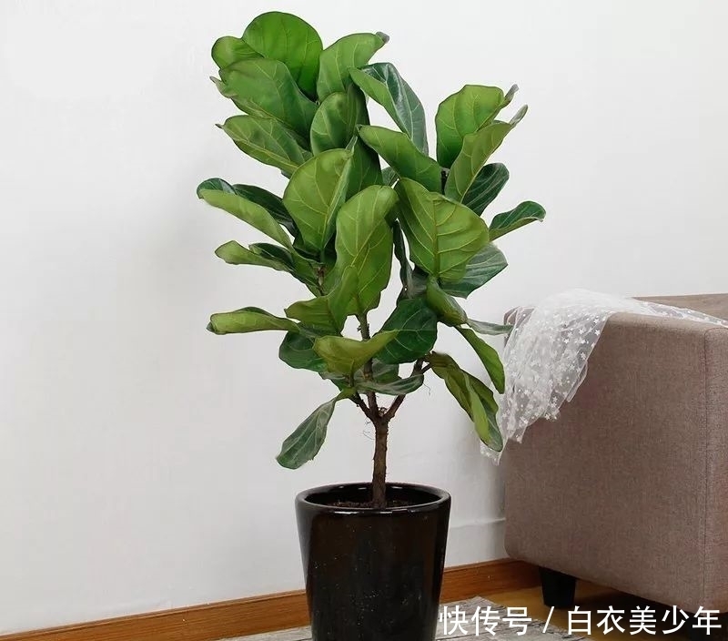 比，花，还，好，看的观叶植物，你知，道几种？