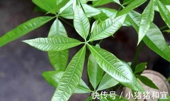 花友们|啤酒、淘米水浇花都不如“它”,“它”被称为花界中的万能水!