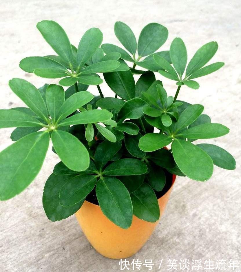 常春藤|远离二手烟烦恼,就养它们,让家里空气清新!