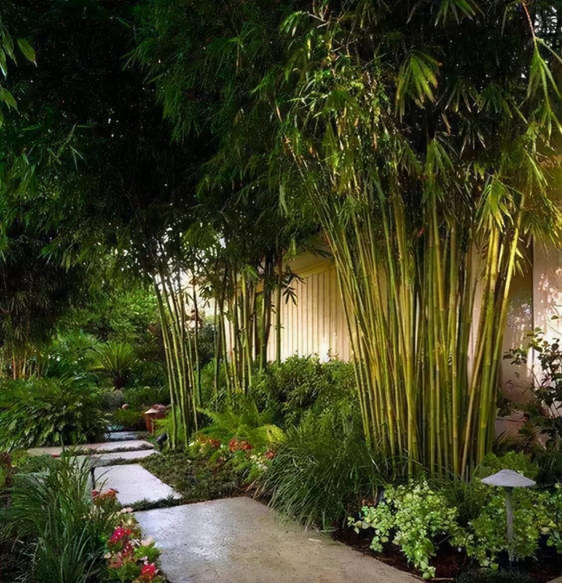 郑板桥#关于竹子的风水学,你知道哪一些,这一点决定了风水的好坏