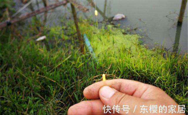 米饭粒|秋天野钓大鲫鱼，传统钓才是“王者”，其他钓法都比较“渣渣”