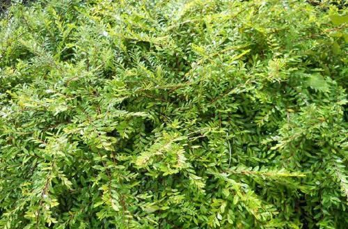 农村这奇特的野草，提取物能抗乙肝病毒，却鲜为人知