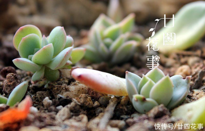 仙女杯|3类多肉不适合叶插，偶尔生根也难发芽，还是别费力气了
