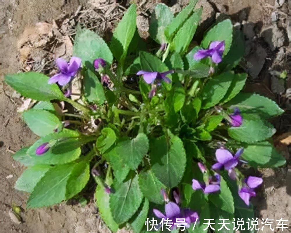 小鸡菜|这种野草叫“小鸡菜”,以前人们采它来喝鸡,却忽略它的药用价值