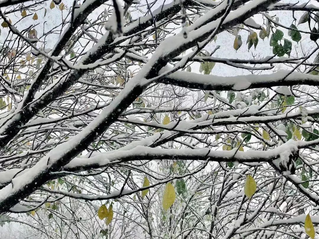 冬雪|山传初雪，许你一场深情共白头