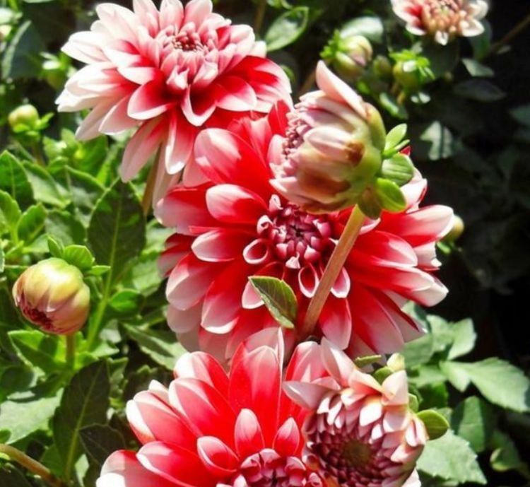 总爱给花浇水那就养这4种花,不怕浇,还越浇越旺