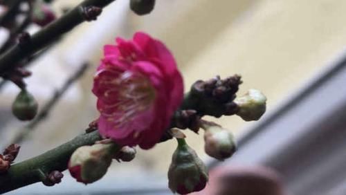 这花贵气上档次 一盆能卖几百块 一般人养不好 粉紫色 这花贵气上档次 一盆能卖几百块 一般人养不好 粉紫色