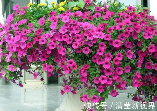 吊竹梅|找个“晾衣杆”养这6种花，顺着杆子长，不占地花朵似灯笼垂下来