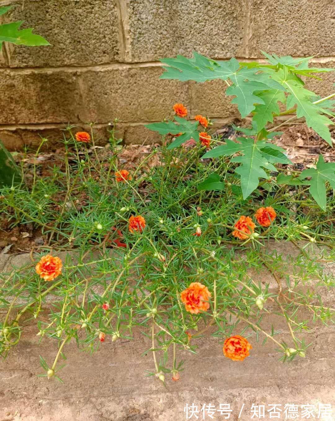 仙人球|3种花,越热越开花,越晒越开花,花色丰富又鲜艳