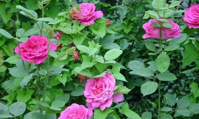 养花行家王阿姨,家里的月季开满盆,原因就是她自制的这种花肥