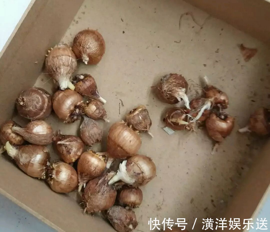 种球|秋季必备栽种花卉，秋天种上一盆小球茎，春节开花爆盆成串串