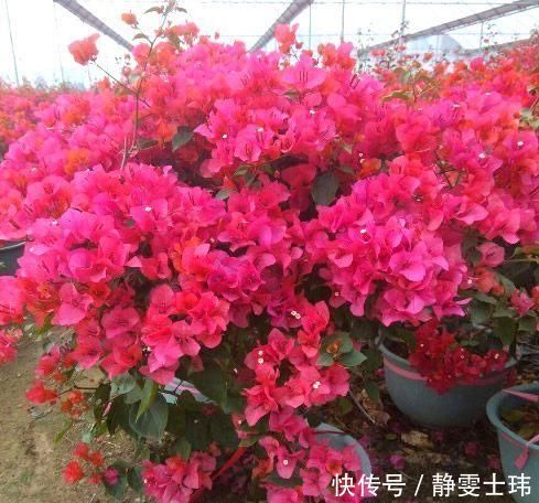 扦插|去河边挖点它,用来扦插花卉,只需5天就生根,一下养出十几盆