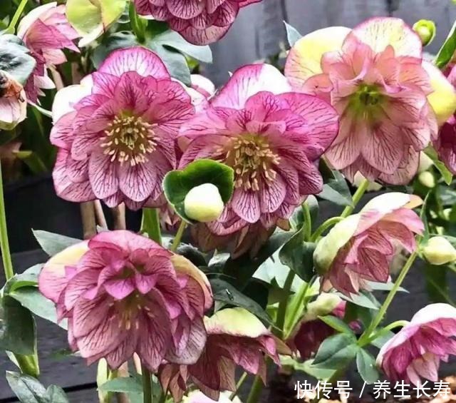 有些花名字太奇葩，叫出口太尴尬，开花却很美！