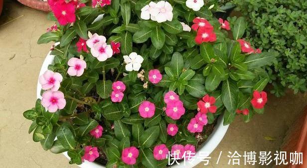 浇水|想让家里常年飘香，就养殖3种花卉，管理简单、易爆盆