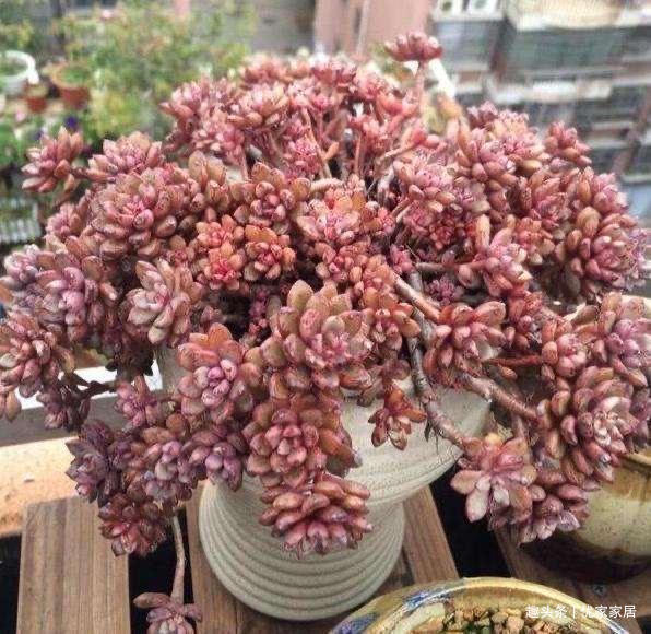 罗宾|喜欢养多肉就挑漂亮的养,12款迷人的紫色多肉,好看还好养