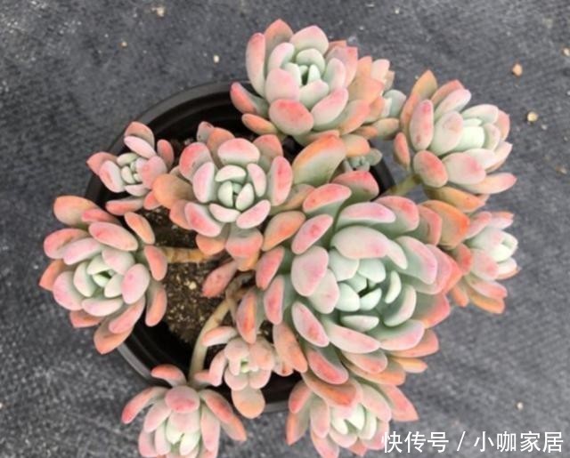 多肉植物|冬季,怎么养护多肉红卷叶上色快?