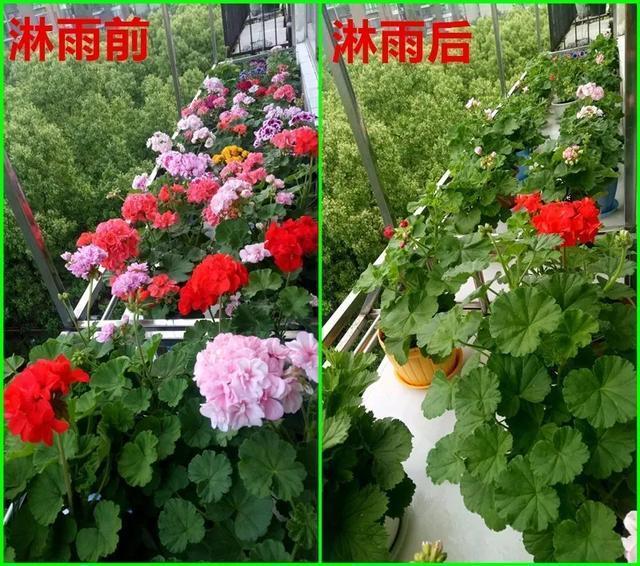 雨水|10种不能淋雨的花,淋完雨就死,盆栽养花注意事项