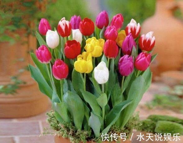 花卉|影响健康的“3种花”,不要养家里,虽然漂亮,但“花旺人不旺”