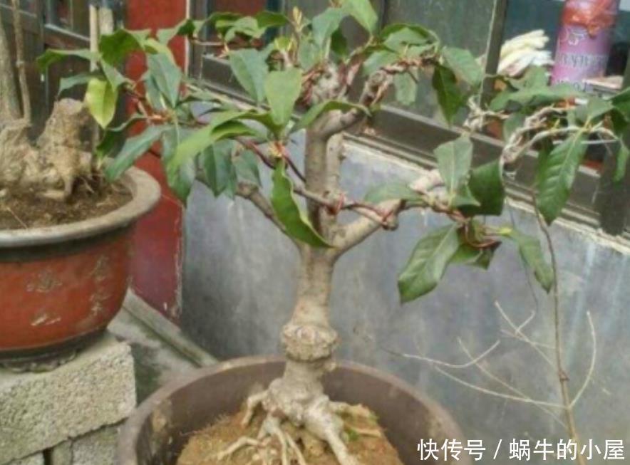 养桂花也需要技巧 掌握这些要点 才能四季油绿 开花香满屋 粉紫色 养桂花也需要技巧 掌握这些要点 才能四季油绿 开花香满屋 粉紫色