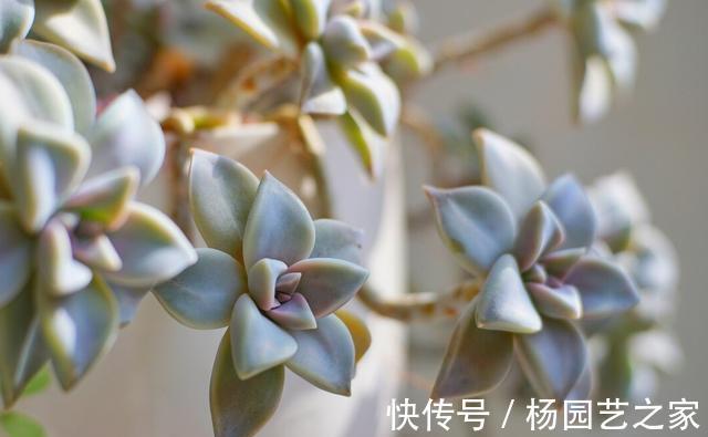 皮实|夏季养殖多肉,以下品种耐热耐晒,皮实又好养