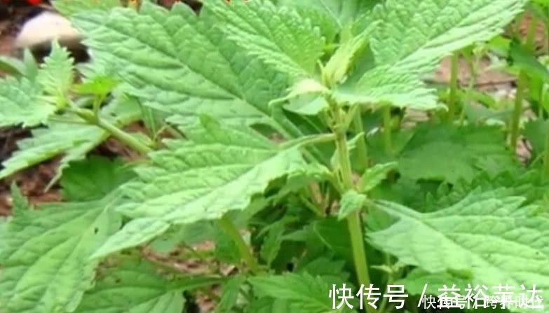 冬凌草|路边不起眼的野草,市场价一斤40元,如今成了农民的“致富草”