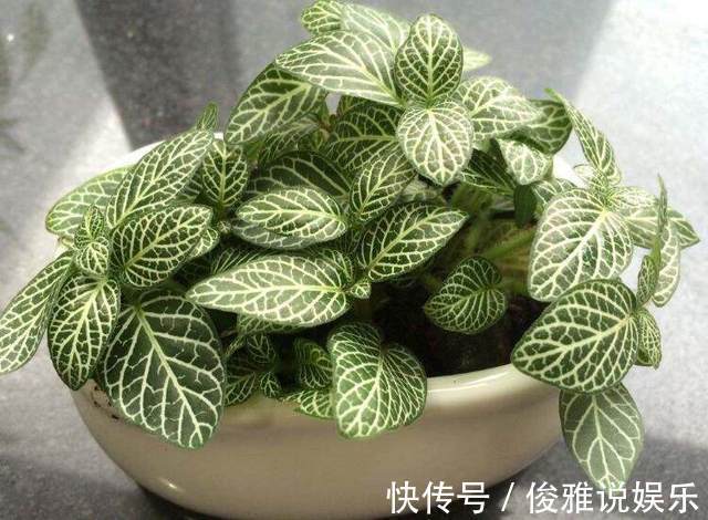 绿植|这几种盆栽绿植不要再买回家了，定要谨记，后悔就来不及了！
