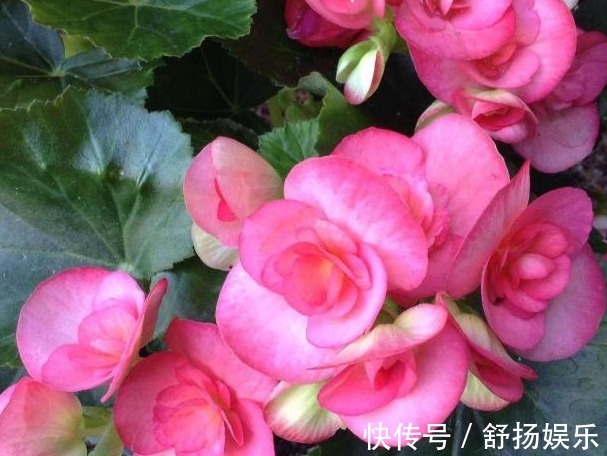 阳台养花,只要避免这些问题,花养出来旺盛,开花多,要收好