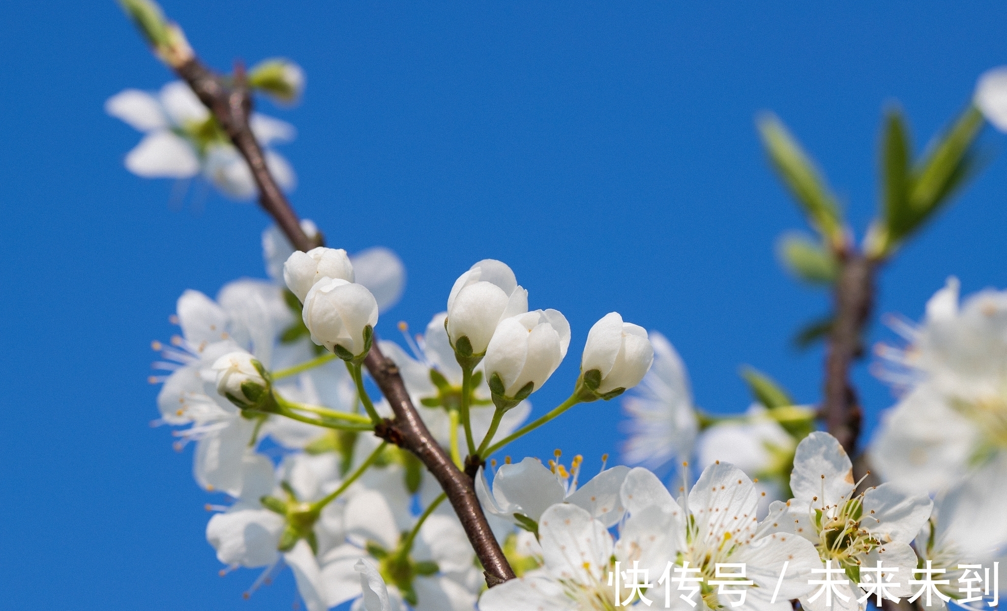 佳作$情诗八首,其中一首是梁武帝萧衍的五言佳作,您喜欢吗