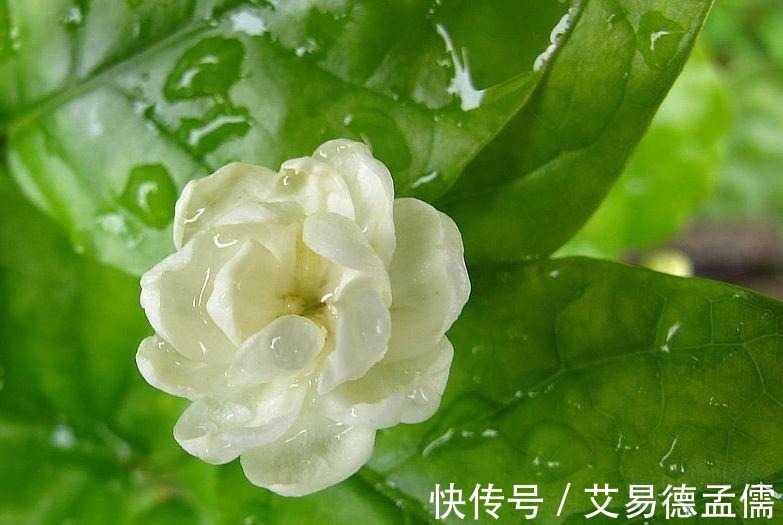茉莉|“茉莉花”养护全攻略