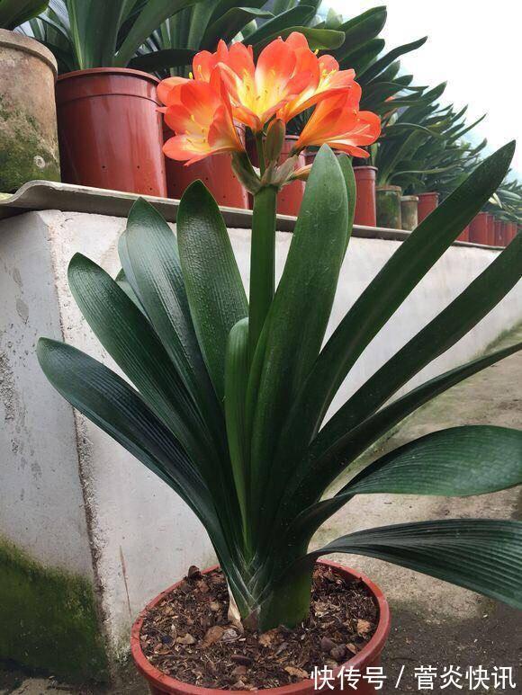 秋天养君子兰，盆土里加点它，叶片蹭蹭长爆盆，一盆开花30朵