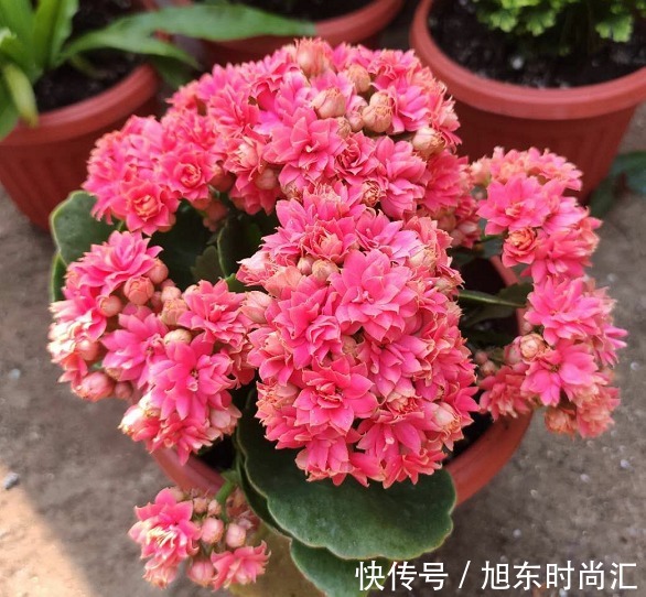 十月长寿花正开花,教你几个小技巧,花开一茬接一茬,开花小半年