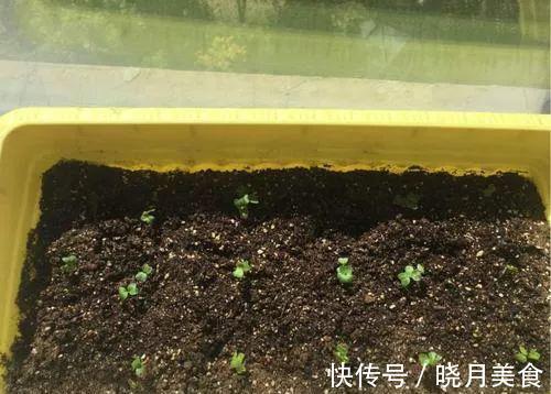 7种“蔬菜”冬天种，0度冻不死，吃一茬冒一茬，连续吃半年
