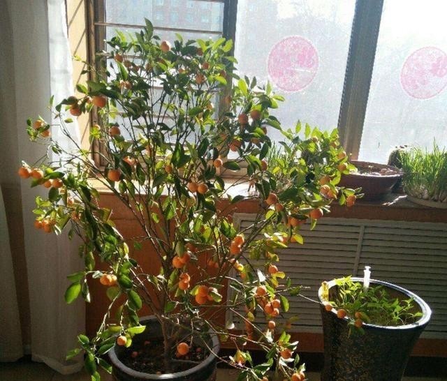 橘子|3种盆景,完全不怕寒冷,下雪也好好的,北方的花友就养它吧