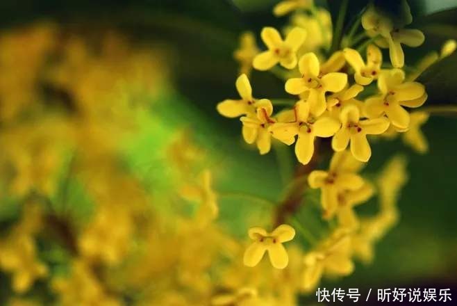 香气|这么养桂花,阳台一小盆就开出大片金黄,香气十里外都能闻到!