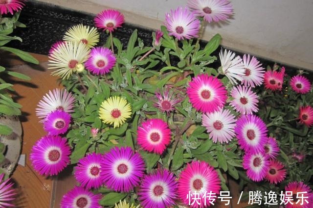 此花比太阳花还好养,花色很漂亮,爆盆容易,值得入手