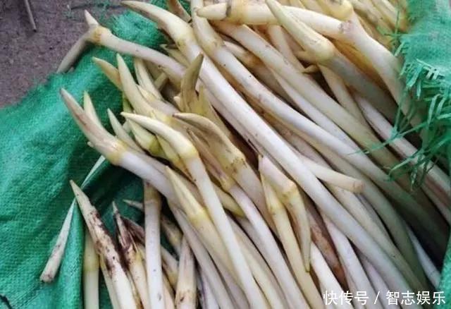 北方人很多都不认识,在南方却特别流行的蔬菜,你们吃过几种