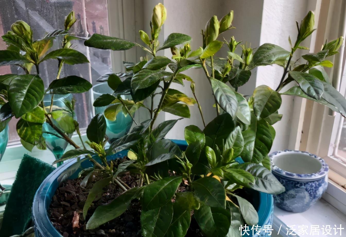 光照|栀子花其实不难养,盆栽注意3点,叶子油绿开花勤