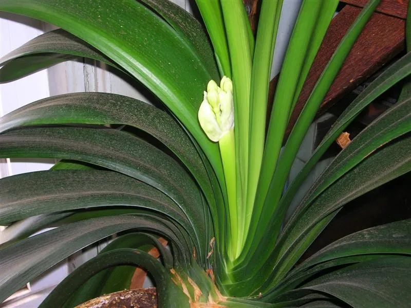 君子兰|为啥很多朋友在家里养不好君子兰,有可能一开始就买错了