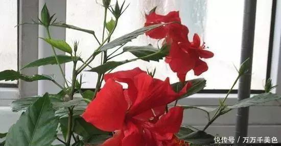 长春花|别再养那些“烂大街”的盆栽啦选这3种“花”,好养易开花